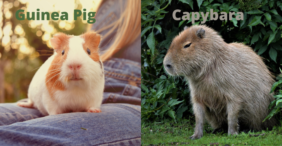 Guinea Pig Vs Capybara