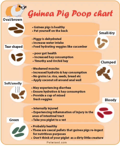 Guinea pig poop chart
