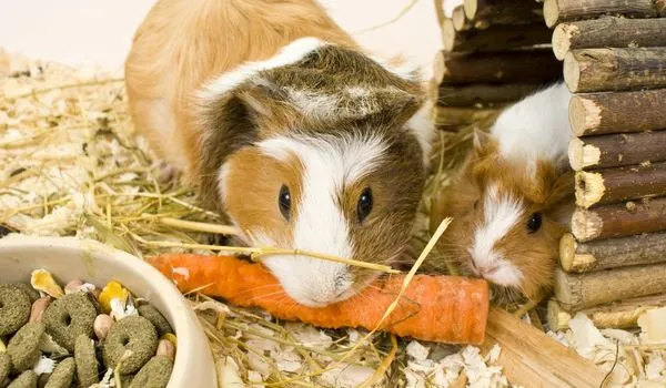 Guinea pigs in their cage eating carrort