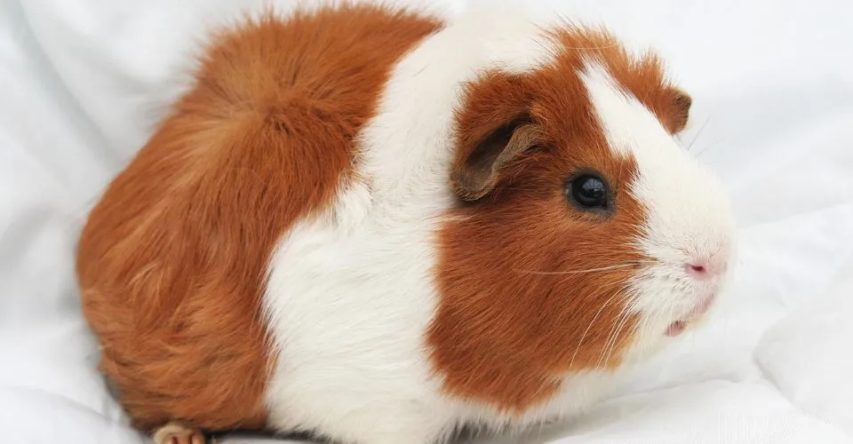 Guinea Pig peed on bed sheet