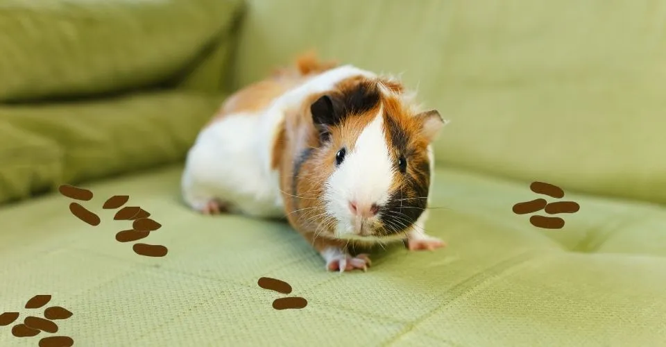 Guinea pig pooping all over the couch