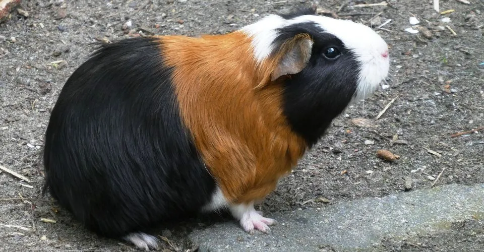 Guinea Pigs Eating Poop Why Do Guinea Pigs Eat Their Poop? It’s