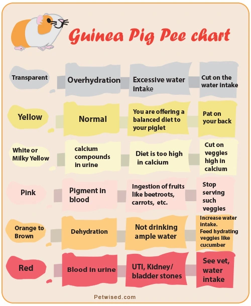 Guinea Pig Urine Color Chart