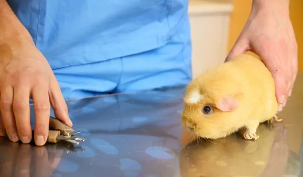 Introducing guinea pig to nail clipper before nail trimming session