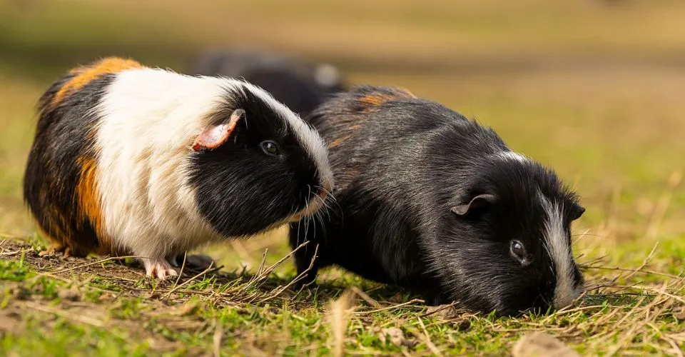 Two guinea pigs eating grass out in the field