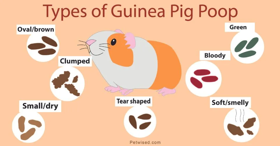 Types of Guinea pig poop