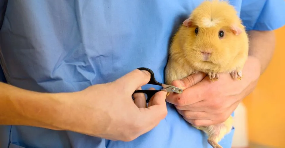 Vet-clipping-Guinea-pig-nails