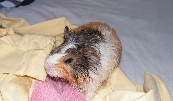 rinsing Guinea pig after bath