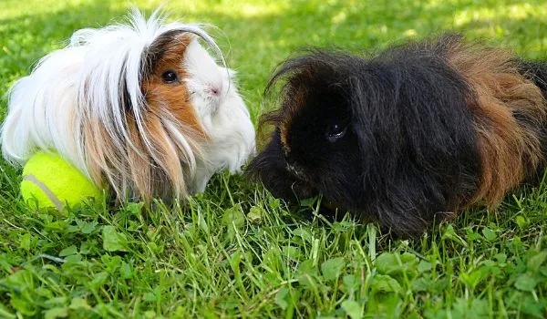 A white and a black longhaired guinea pig on grass