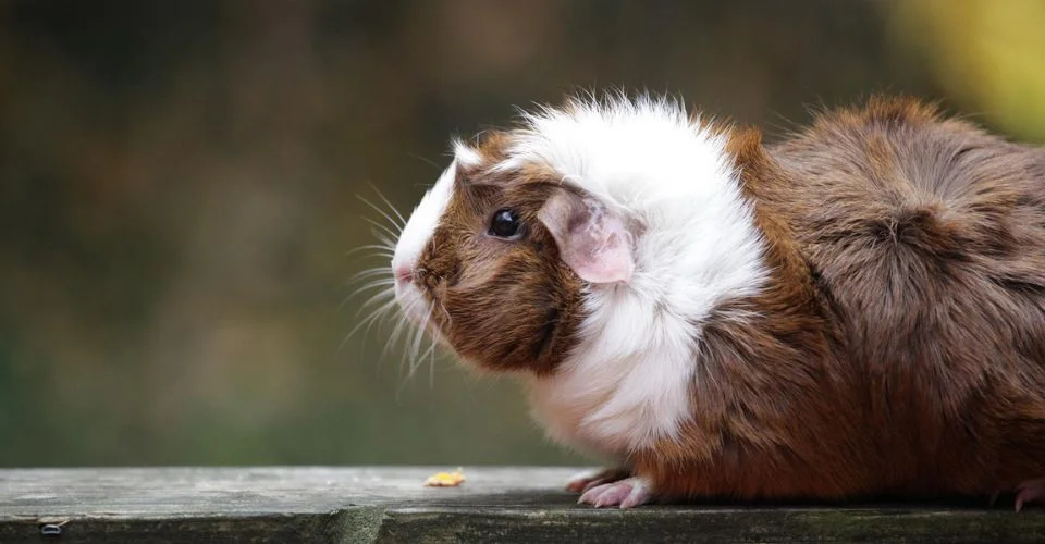 Abyssinian Guinea pig sitting on a wall