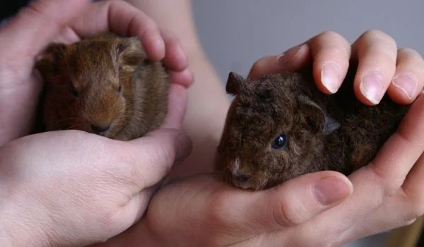 Holding Two Baby Guinea Pigs in hands

