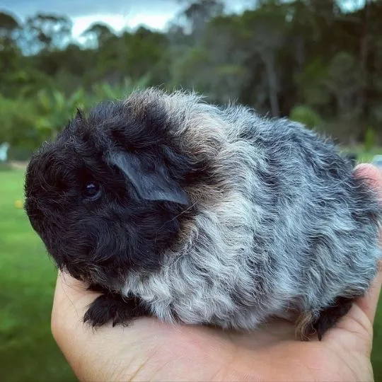 baby merino guinea pig