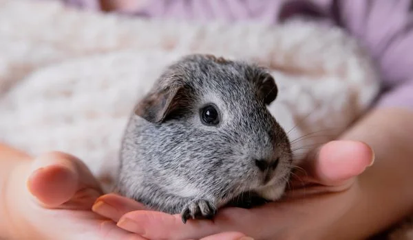 Baby guinea pig in hand