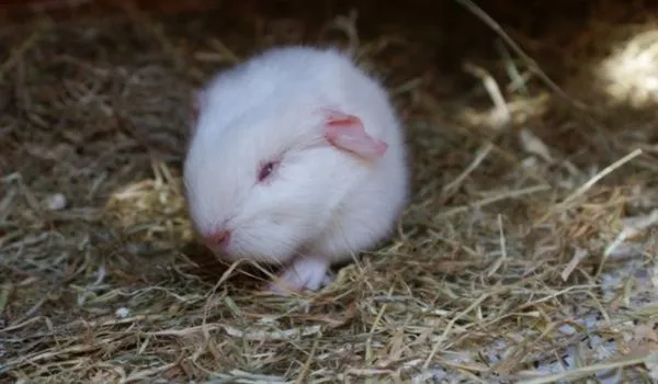 Baby lethal white guinea pig on hay straw