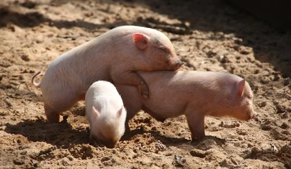 Baby potbellied pig mounting other pig