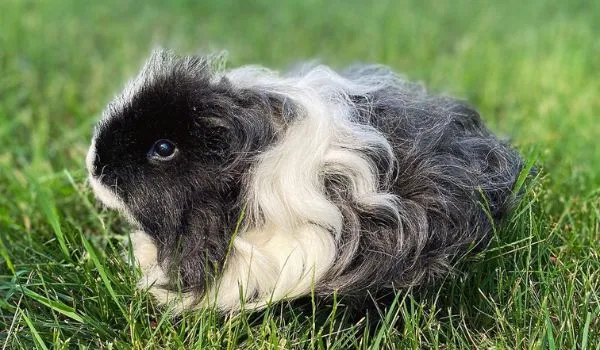 Black and White Texel Guinea Pig