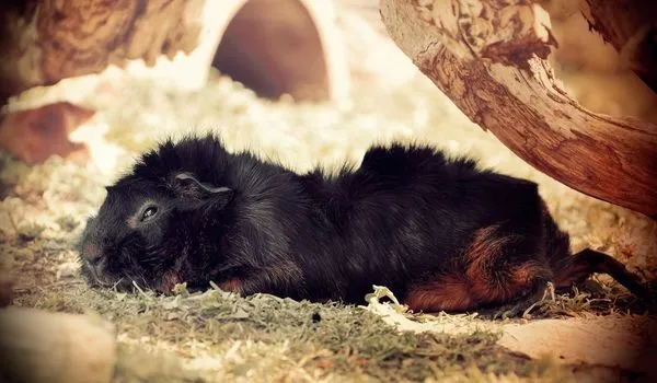 Black Abyssinian Guinea Pig lying flat on grass in the shade of a wood