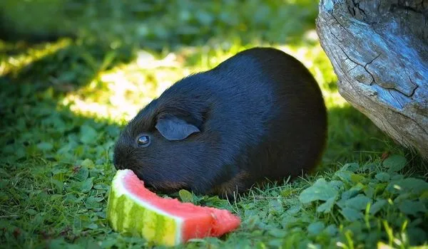 Black American Guinea Pig Eating a slice of Watermelon