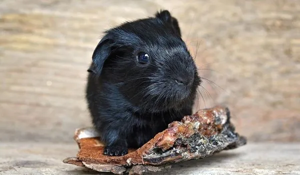Black-American-Guinea-Pigs-playing-with-a-tree-bark