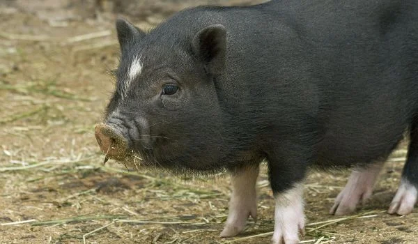 Black Potbellied Miniature Pig