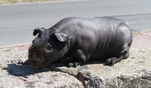 Black Skinny Guinea Pig sitting on a rock on the roadside