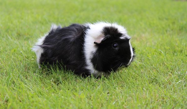 Black and White Abyssinian Guinea Pig in the lawn