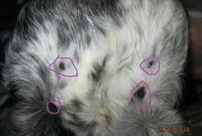 Black and White Roan Guinea pig with four nipples encircled