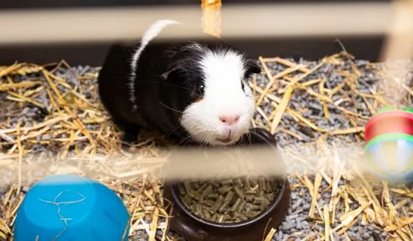 Black and White guinea pig eating pellets in its cage looking at camera