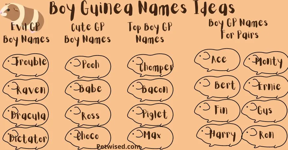 boy guinea pig name ideas