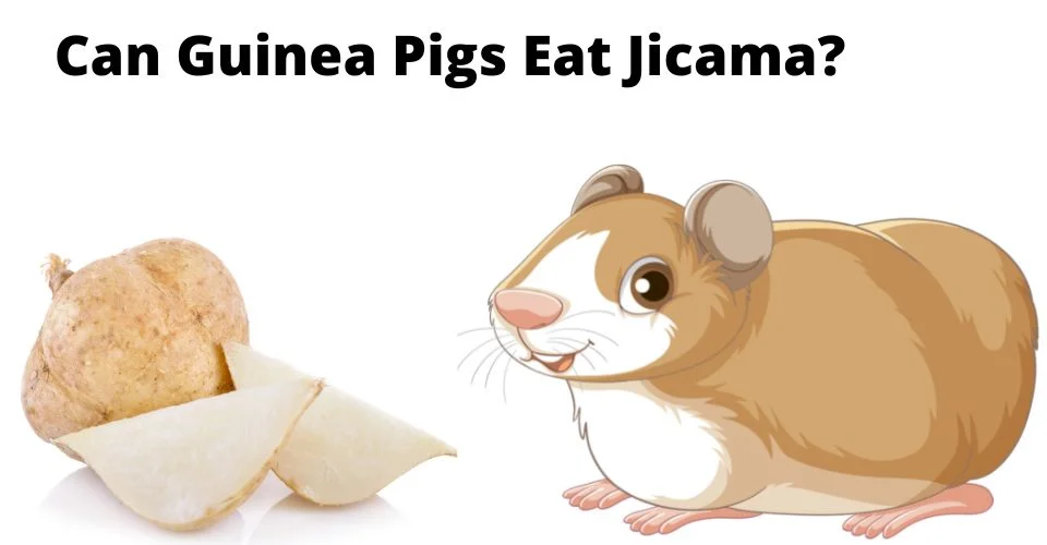 Can Guinea Pigs Eat Jicama