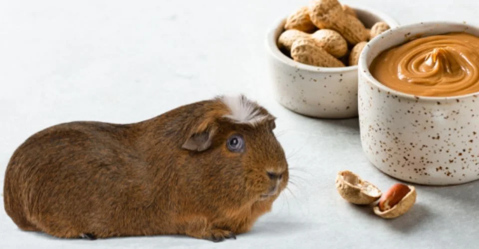 Can Guinea Pigs Eat Peanut Butter