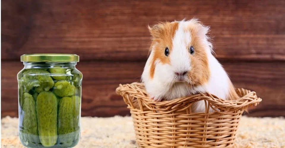 Can Guinea Pigs Eat Pickles
