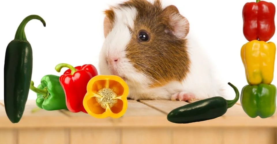 Can Guinea pigs Eat Peppers