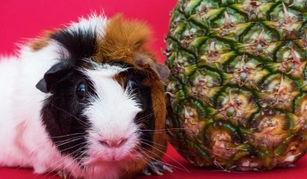 Close up of Guinea pig with Pineapple