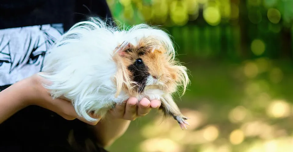 Close up of a girl holding a longhaired guinea pig with puffed cheeks