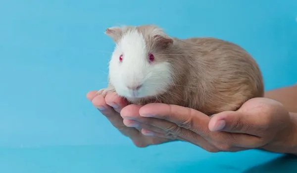 Close up of a red-eyed american guinea pig sitting on hands against blue background