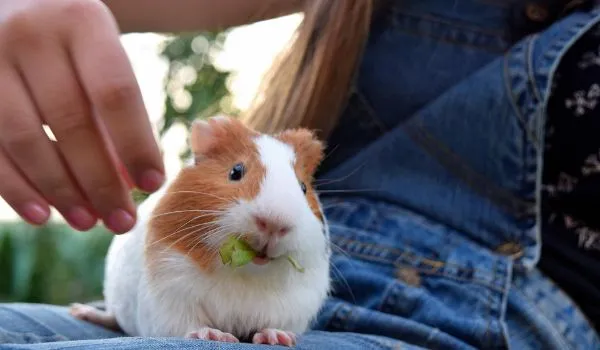 Close-up of girl Feeding Guinea Pig With Hand