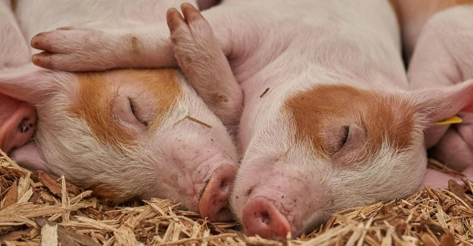 Close up of two teacup pigs sleeping