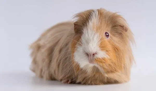 Closeup shot of a red eyed Peruvian guinea pig isolated on a white background