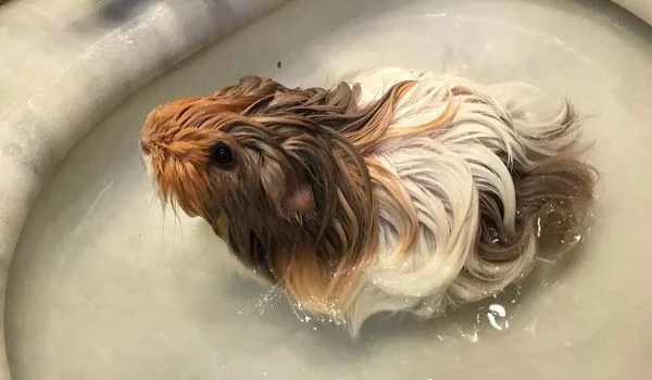 Coronet Guinea Pig in Sink filled with water, taking a bath