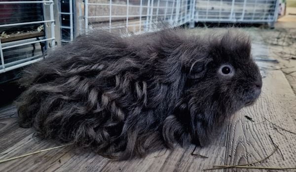 Curly longhaired Black Merino Guinea Pig On a Wooden Floor