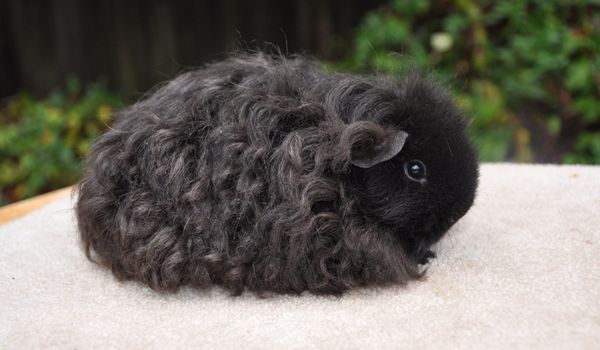 Curly longhaired Black Texel guinea pig on a cream-colored liner