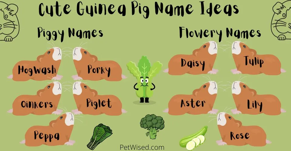 Cute Guinea Pig Name Idea Infographic