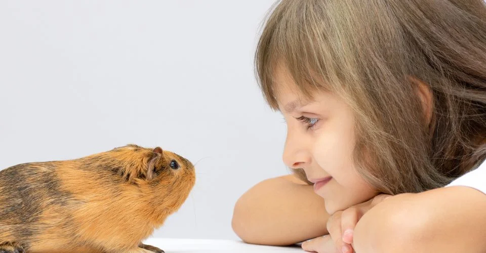 Cute Guinea pig staring at a cute girl as if trying to recognize her