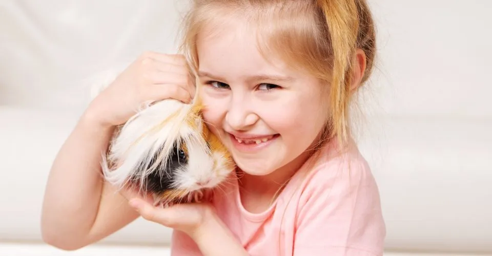 Cute little girl smiling while holding her guinea pig next to her face and having a lot of fun