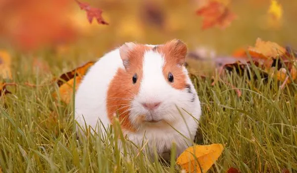 alone guinea pig on autumn leaves
