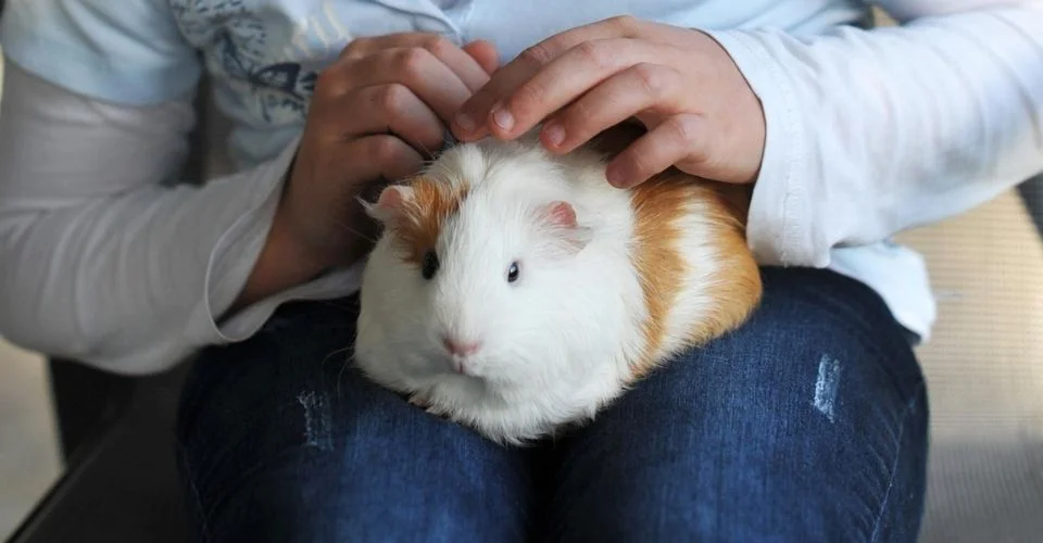 Do Guinea Pigs Have Periods