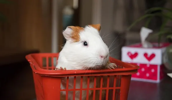 Funny Guinea Pig In a Basket