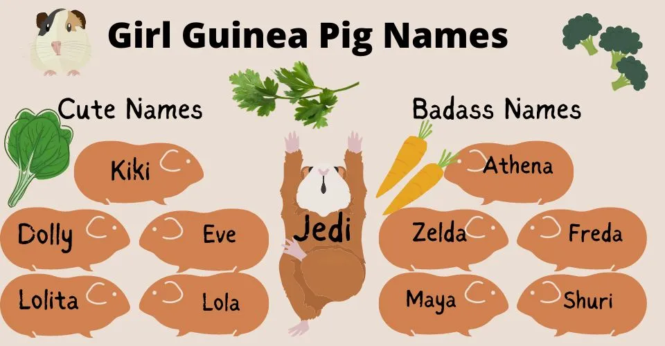 infographic listing a few girl guinea pig names