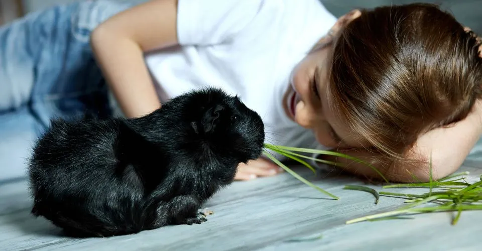 Girl laying on the floor watching her black Abyssinian guinea pig eating grass as if she is introducing herslf
